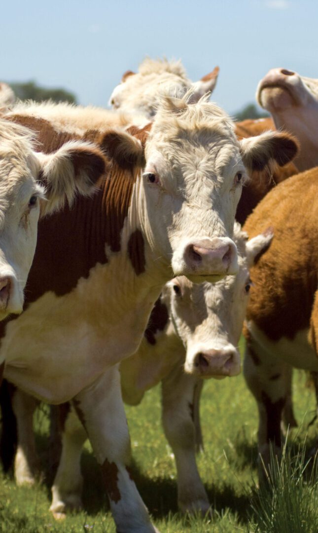 Parasite Solutions ECO Animal Health