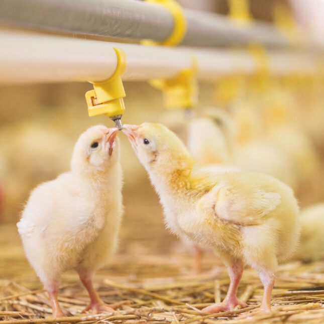 Innovative New Products ECO Animal Health