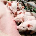 Piglets feeding in a pig pen